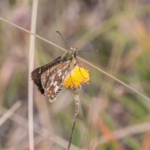 Atkinsia dominula at Mount Clear, ACT - suppressed