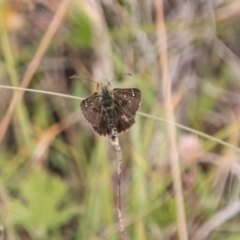 Atkinsia dominula at Mount Clear, ACT - suppressed