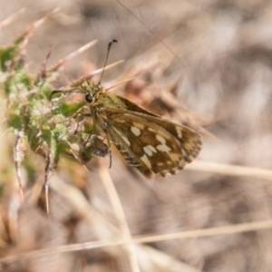 Atkinsia dominula at Mount Clear, ACT - 23 Feb 2018