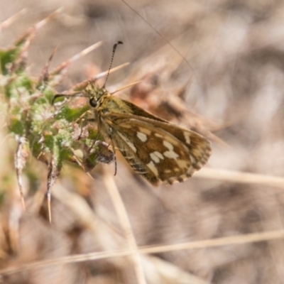 Atkinsia dominula (Two-brand grass-skipper) at Mount Clear, ACT - 23 Feb 2018 by SWishart