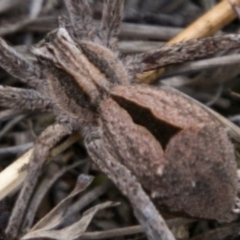 Argoctenus sp. (genus) (Wandering ghost spider) at Mount Clear, ACT - 23 Feb 2018 by SWishart