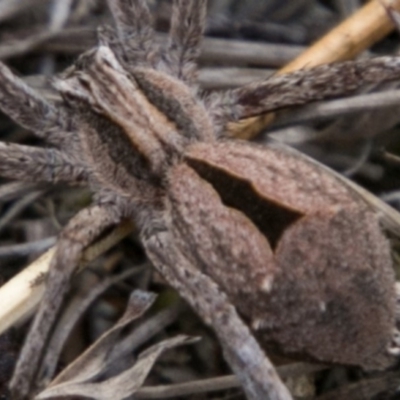 Argoctenus sp. (genus) (Wandering ghost spider) at Mount Clear, ACT - 23 Feb 2018 by SWishart
