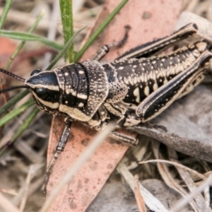 Monistria concinna at Mount Clear, ACT - 23 Feb 2018