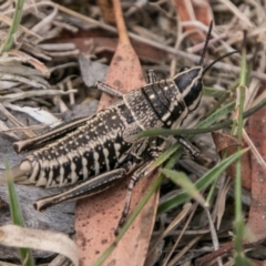 Monistria concinna at Mount Clear, ACT - 23 Feb 2018