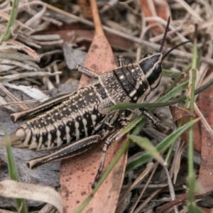 Monistria concinna at Mount Clear, ACT - 23 Feb 2018