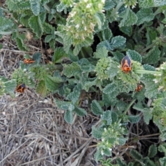 Marrubium vulgare (Horehound) at Fyshwick, ACT - 26 Feb 2018 by RodDeb