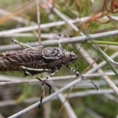 Acripeza reticulata (Mountain Katydid) at Mount Clear, ACT - 23 Feb 2018 by SWishart