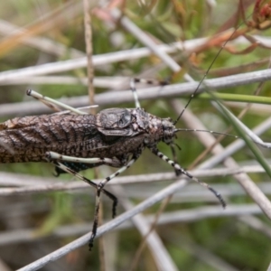Acripeza reticulata at Mount Clear, ACT - 23 Feb 2018 12:16 PM
