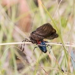 Acripeza reticulata (Mountain Katydid) at Mount Clear, ACT - 23 Feb 2018 by SWishart