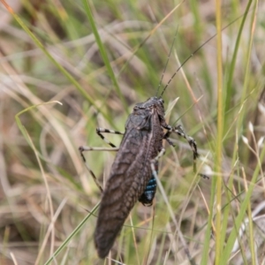 Acripeza reticulata at Mount Clear, ACT - 23 Feb 2018