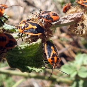 Agonoscelis rutila at Fyshwick, ACT - 26 Feb 2018