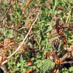 Agonoscelis rutila at Fyshwick, ACT - 26 Feb 2018