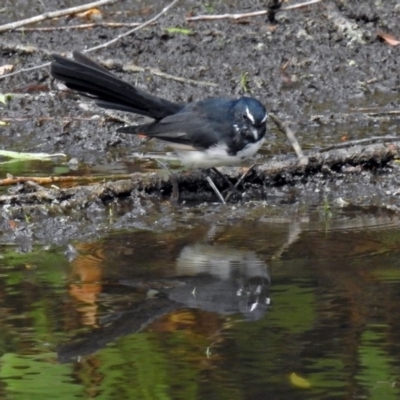 Rhipidura leucophrys (Willie Wagtail) at Jerrabomberra Wetlands - 26 Feb 2018 by RodDeb