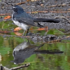 Rhipidura leucophrys at Fyshwick, ACT - 26 Feb 2018