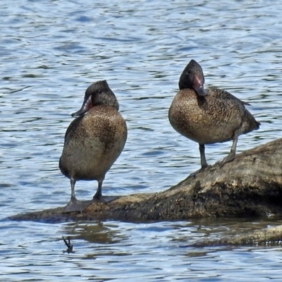 Stictonetta naevosa (Freckled Duck) at Jerrabomberra Wetlands - 26 Feb 2018 by RodDeb