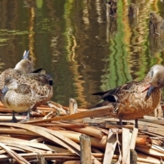 Anas gracilis (Grey Teal) at Jerrabomberra Wetlands - 26 Feb 2018 by RodDeb