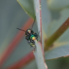 Aporocera (Aporocera) viridis (A leaf beetle) at Mount Clear, ACT - 23 Feb 2018 by SWishart