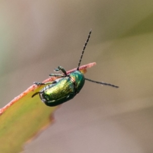 Aporocera (Aporocera) viridis at Mount Clear, ACT - 23 Feb 2018