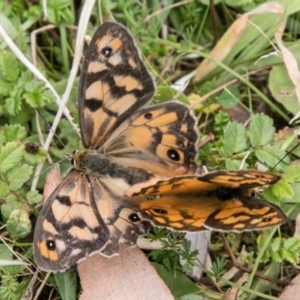 Heteronympha penelope at Mount Clear, ACT - 23 Feb 2018 11:47 AM