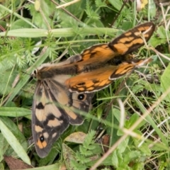 Heteronympha penelope at Mount Clear, ACT - 23 Feb 2018 11:47 AM