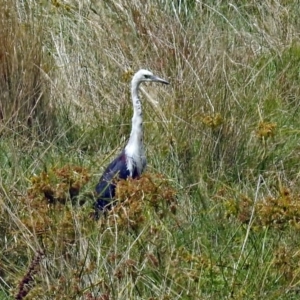 Ardea pacifica at Fyshwick, ACT - 26 Feb 2018 12:27 PM