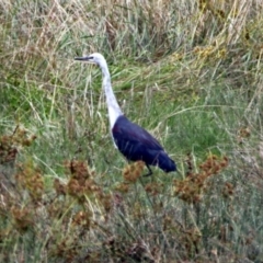 Ardea pacifica at Fyshwick, ACT - 26 Feb 2018