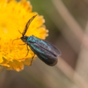 Pollanisus (genus) at Mount Clear, ACT - 23 Feb 2018