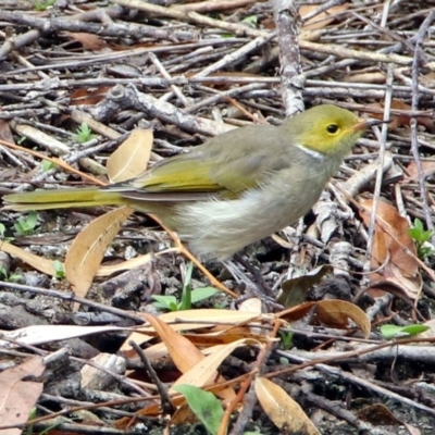 Ptilotula penicillata (White-plumed Honeyeater) at Jerrabomberra Wetlands - 26 Feb 2018 by RodDeb