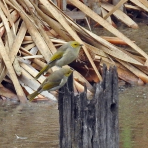 Ptilotula penicillata at Fyshwick, ACT - 26 Feb 2018