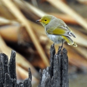 Ptilotula penicillata at Fyshwick, ACT - 26 Feb 2018