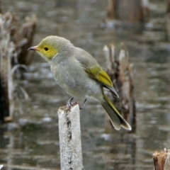 Ptilotula penicillata at Fyshwick, ACT - 26 Feb 2018