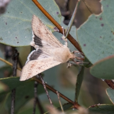 Helicoverpa armigera (Cotton bollworm, Corn earworm) at Mount Clear, ACT - 23 Feb 2018 by SWishart