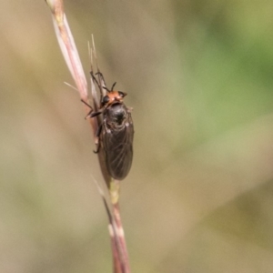 Inopus rubriceps at Mount Clear, ACT - 23 Feb 2018 11:35 AM