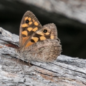 Geitoneura klugii at Mount Clear, ACT - 23 Feb 2018