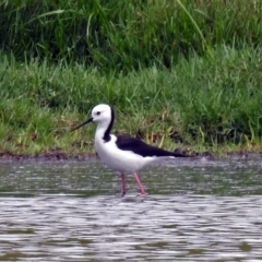 Himantopus leucocephalus (Pied Stilt) at Jerrabomberra Wetlands - 26 Feb 2018 by RodDeb