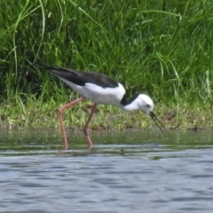 Himantopus leucocephalus at Fyshwick, ACT - 26 Feb 2018 12:03 PM