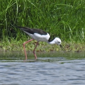 Himantopus leucocephalus at Fyshwick, ACT - 26 Feb 2018 12:03 PM