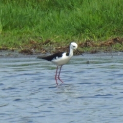 Himantopus leucocephalus at Fyshwick, ACT - 26 Feb 2018 12:03 PM