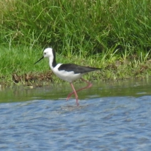 Himantopus leucocephalus at Fyshwick, ACT - 26 Feb 2018