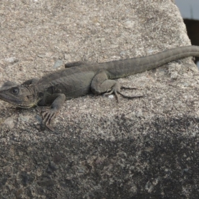 Intellagama lesueurii howittii (Gippsland Water Dragon) at Coombs, ACT - 12 Feb 2018 by michaelb