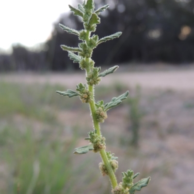 Dysphania pumilio (Small Crumbweed) at Coombs, ACT - 12 Feb 2018 by michaelb