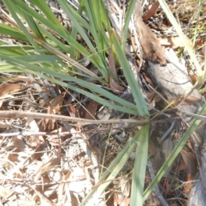 Dianella sp. aff. longifolia (Benambra) at Coree, ACT - 27 Feb 2018