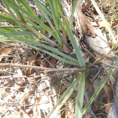 Dianella sp. aff. longifolia (Benambra) (Pale Flax Lily, Blue Flax Lily) at Coree, ACT - 27 Feb 2018 by MichaelMulvaney