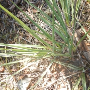 Dianella sp. aff. longifolia (Benambra) at Coree, ACT - 27 Feb 2018