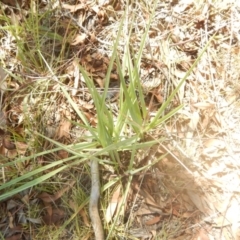 Dianella sp. aff. longifolia (Benambra) at Coree, ACT - 27 Feb 2018