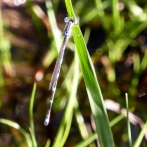 Austrolestes leda at Deakin, ACT - 27 Feb 2018