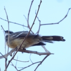 Rhipidura albiscapa (Grey Fantail) at Deakin, ACT - 27 Feb 2018 by JackyF