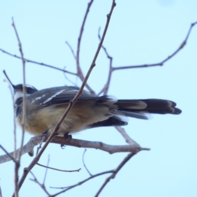 Rhipidura albiscapa (Grey Fantail) at Deakin, ACT - 27 Feb 2018 by JackyF