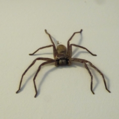 Isopeda sp. (genus) (Huntsman Spider) at Hughes, ACT - 27 Feb 2018 by JackyF