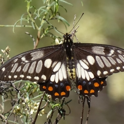 Papilio anactus (Dainty Swallowtail) at Canberra Central, ACT - 27 Feb 2018 by roymcd